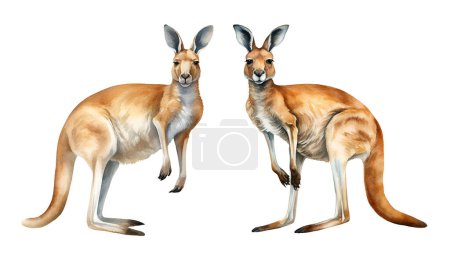 Watercolor kangaroo, Australian fauna. Illustration clipart isolated on white background.