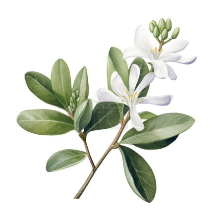 Watercolor Cassinopsis ilicifolia, Australian flora. Illustration clipart isolated on white background.