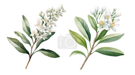Aquarell Cassinopsis ilicifolia, australische Flora. Illustration Cliparts isoliert auf weißem Hintergrund.