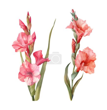 Watercolor gladiolus. Illustration clipart isolated on white background.