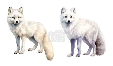 Watercolor Arctic fox. Illustration clipart isolated on white background.
