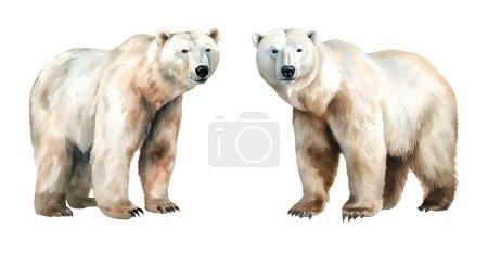 Watercolor Polar bear. Illustration clipart isolated on white background.