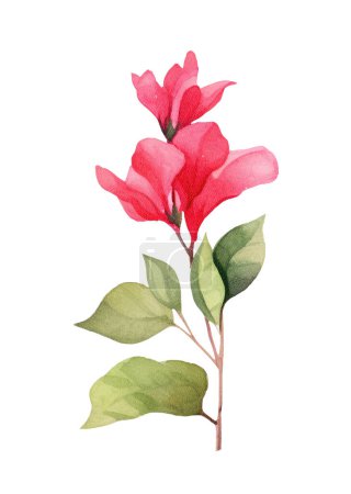 Aquarell Bougainvillea Blume. Illustration Cliparts isoliert auf weißem Hintergrund.