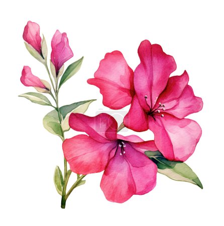 Watercolor Bougainvillea flower. Illustration clipart isolated on white background.