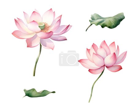 Foto de Acuarela flor de loto. Clipart de ilustración aislado sobre fondo blanco. - Imagen libre de derechos