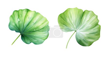 Aquarelle feuille de lotus. Illustration clipart isolé sur fond blanc.