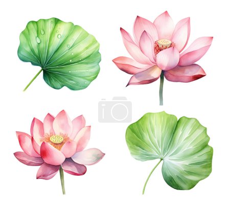 Foto de Acuarela flor de loto. Clipart de ilustración aislado sobre fondo blanco. - Imagen libre de derechos