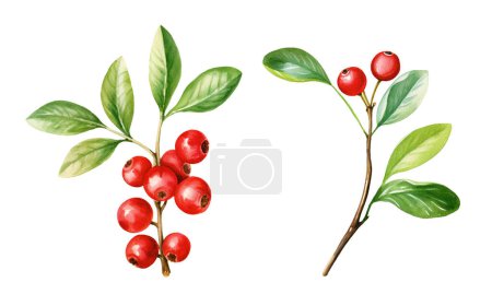 Watercolor cowberry. Illustration clipart isolated on white background.