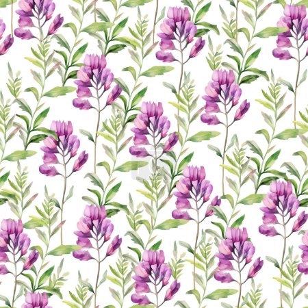 Watercolor Astragalus herb seamless pattern, watercolor illustration, background.