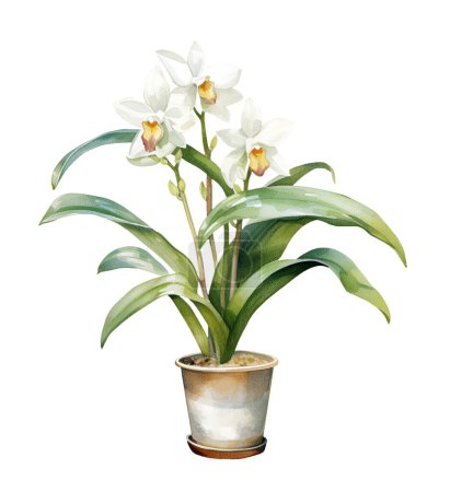 Aquarell Vanille Orchidee Pflanze. Illustration Cliparts isoliert auf weißem Hintergrund.