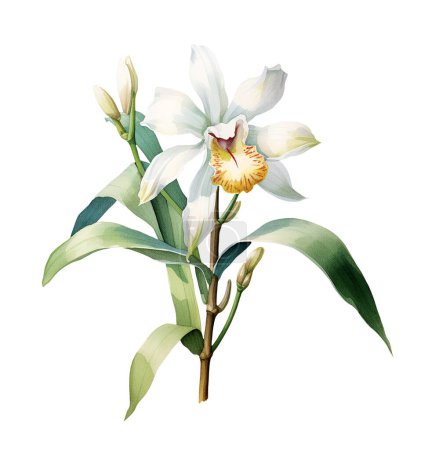 Watercolor Vanilla Orchid Plant. Illustration clipart isolated on white background.