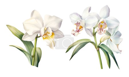 Aquarell Vanille Orchidee Pflanze. Illustration Cliparts isoliert auf weißem Hintergrund.