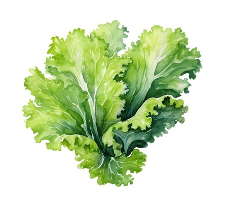 Watercolor Fresh frisee lettuce. Illustration clipart isolated on white background.