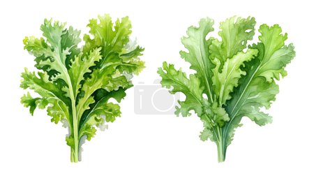 Watercolor Fresh frisee lettuce. Illustration clipart isolated on white background.