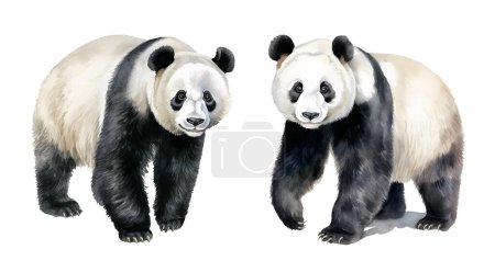 Watercolor panda. Illustration clipart isolated on white background.