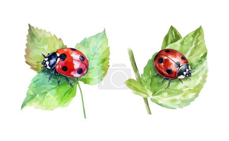 Ladybug clipart, isolated vector illustration.