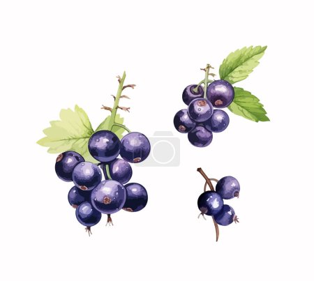 Illustration for Black currant clipart, isolated vector illustration. - Royalty Free Image