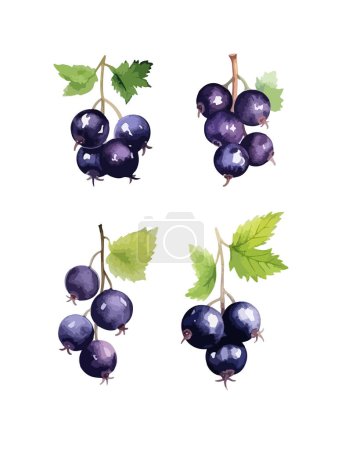 Illustration for Black currant clipart, isolated vector illustration. - Royalty Free Image