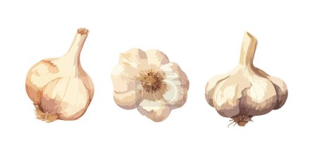 Garlic clipart, isolated vector illustration.