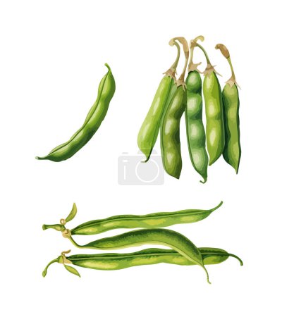 Green beans clipart, isolated vector illustration.