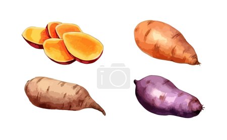 Sweet potato clipart, isolated vector illustration.