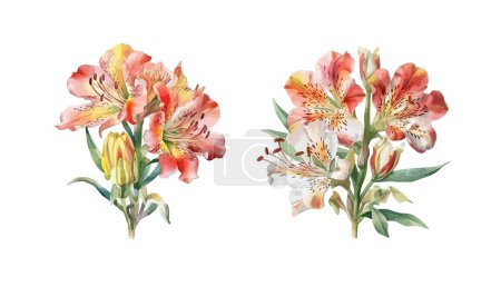 Ilustración de Alstroemeria flor clipart, ilustración vectorial aislada. - Imagen libre de derechos