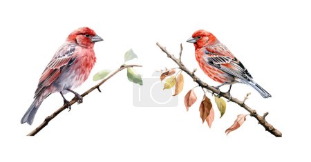 Illustration for House finch clipart, isolated vector illustration. - Royalty Free Image