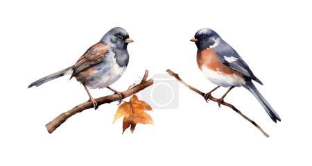Ilustración de Clipart de aves Junco, ilustración vectorial aislada. - Imagen libre de derechos