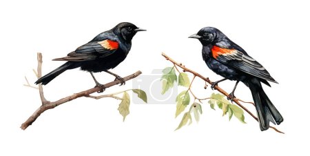 Ilustración de Clipart de mirlo alado rojo, ilustración vectorial aislada. - Imagen libre de derechos