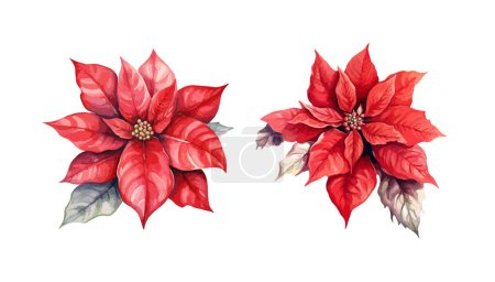Poinsettia clipart, isolated vector illustration.