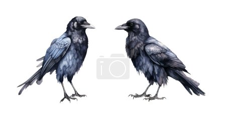 Illustration for Crow clipart, isolated vector illustration. - Royalty Free Image