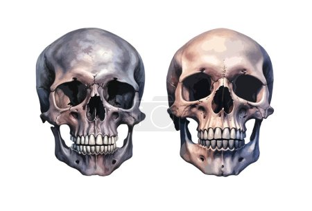 Scull clipart, isolated vector illustration.
