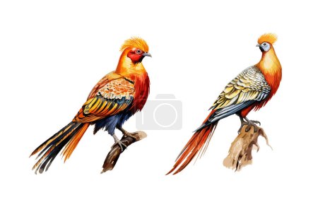 Illustration for Pheasant  clipart, isolated vector illustration. - Royalty Free Image