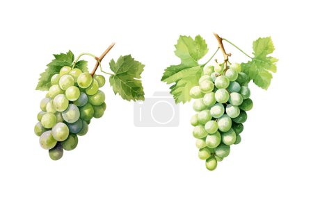Illustration for Grape clipart, isolated vector illustration. - Royalty Free Image