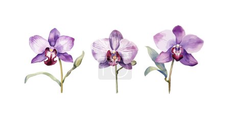Téléchargez les illustrations : Clipart d'orchidée, illustration vectorielle isolée. - en licence libre de droit