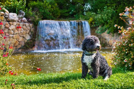 Spanish water dog sitting on the grass in front of a lake with a waterfall.