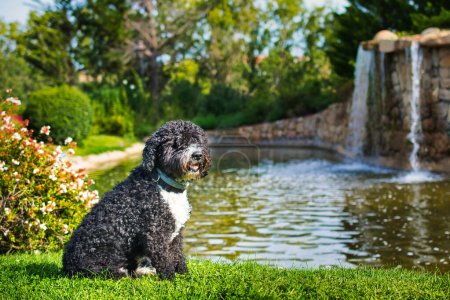 Spanish water dog sitting on the grass in front of a lake with a waterfall.