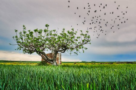 Téléchargez les photos : Un troupeau d'oiseaux survolant un figuier solitaire à côté d'une cabane. - en image libre de droit