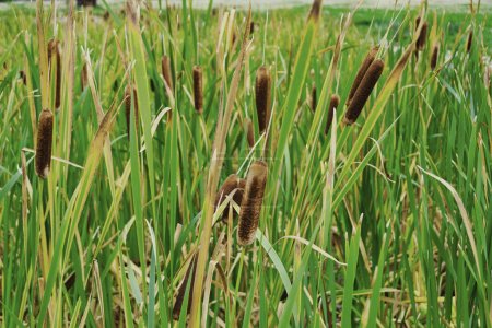 Close view of a set of cattails or bulrush (typha latifolia) at the edge of a pond.