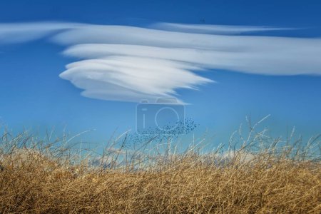 Large lenticular cloud over a flock of birds and a field of dry grass.