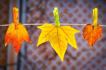 Foto de Hojas de otoño colgando de la cuerda de un tendedero con pinzas de ropa. Concepto de otoño. - Imagen libre de derechos