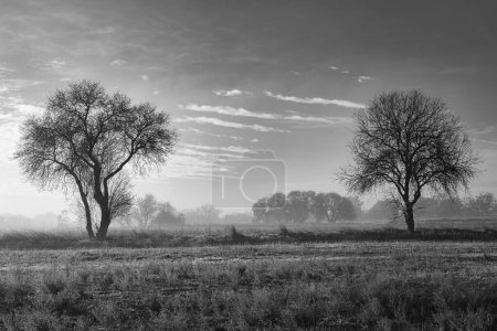 Paisaje blanco y negro con neblina y dos árboles en el horizonte. Fotografía tomada en Batres, Madrid (España)).