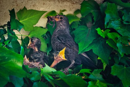 Two blackbird chicks in a nest built between the leaves of a vine.