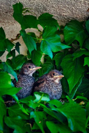 Two blackbird chicks in a nest built between the leaves of a vine.