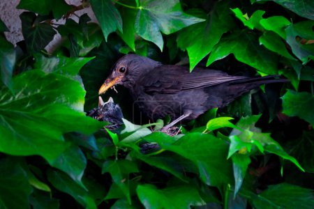 Blackbird feeding its chicks in a nest built between the leaves of a vine.