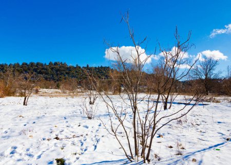 Téléchargez les photos : Arbres bruns, neige blanche et ciel bleu dans la ville d'Ifrane - en image libre de droit
