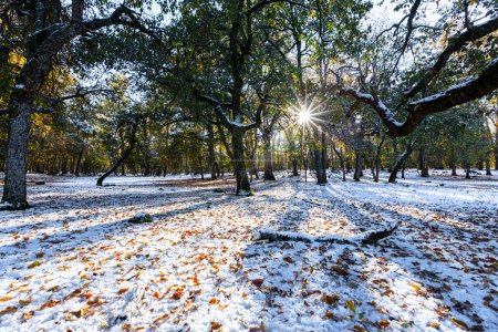 Sun rays, snow, shadows and trees in Ifrane city in Morocco