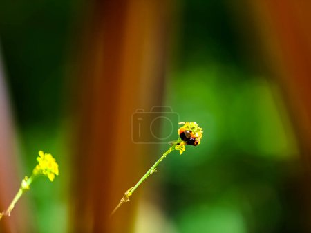 Téléchargez les photos : Une belle abeille sur une fleur jaune avec un fond naturel vert flou - en image libre de droit