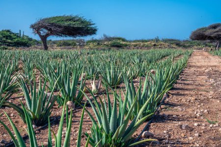 Foto de Filas de plantas de Aloe Vera, cultivadas en el campo de plantación, en el Museo y Tienda de Aloe Aruba, con árbol divi divi, en la isla de Aruba, Caribe. Foto tomada en febrero de 2024. - Imagen libre de derechos