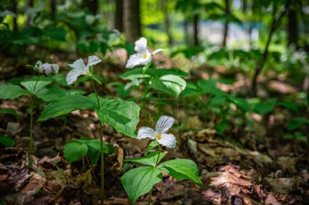 Sunlight on white trillium grandiflorum in the heart of the forest, gracing the woodland floor and ground, signaling the arrival of spring in shady moist woods, Quebec, Canada May 2023.